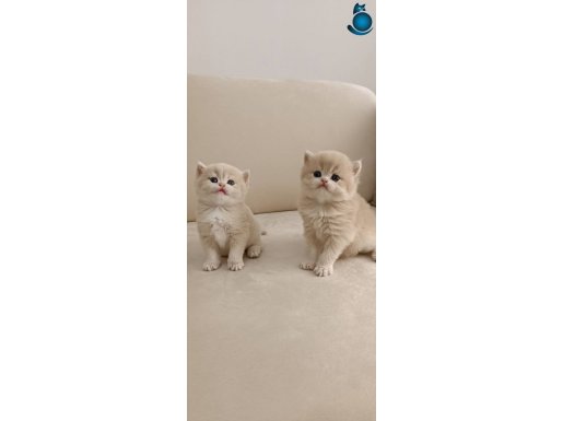 SEÇERELİ SAFKAN BRİTİSH YAVRULAR