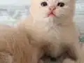 ÖZEL RENGİYLE SAFKAN BRİTİSH YAVRULAR