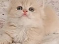 ÖZEL ÇİKOLATA GOLDEN RENGİYLE SHOW KALİTE BRİTİSH 