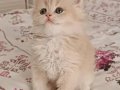 ÖZEL ÇİKOLATA GOLDEN RENGİYLE SHOW KALİTE BRİTİSH 