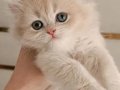 ÖZEL ÇİKOLATA GOLDEN RENGİYLE SHOW KALİTE BRİTİSH 