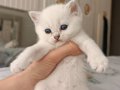 SAFKAN YAVRULAR SEÇERELİ BABADAN