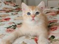 GOLDEN BRİTİSH SHORTHAİR ERKEK
