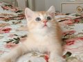GOLDEN BRİTİSH SHORTHAİR ERKEK