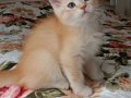 GOLDEN BRİTİSH SHORTHAİR ERKEK
