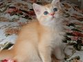 GOLDEN BRİTİSH SHORTHAİR ERKEK