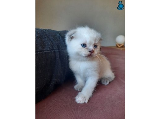 DÜNYA TATLISI SCOTTISH FOLD VE BRITISH YAVRULAR