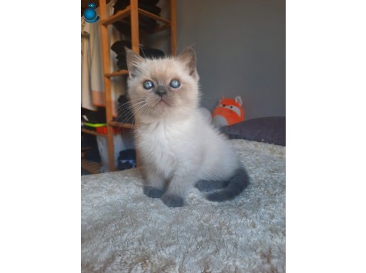 DÜNYA TATLISI SCOTTISH FOLD YAVRU