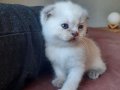 DÜNYA TATLISI SCOTTISH FOLD VE BRITISH YAVRULAR