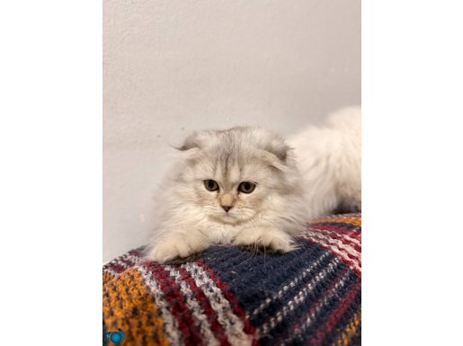 1,5 aylık sağlıklı Scottish 