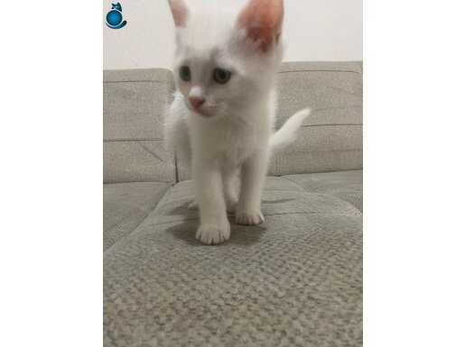 ALBINO YEŞIL GÖZLÜ UYSAL KUCAK SEVEN ERKEK KEDI 