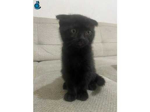 ANNESI FLOD BABASI ALBINO VAN ŞEKERDEN FARKSIZ .