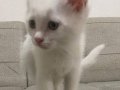 ALBINO YEŞIL GÖZLÜ UYSAL KUCAK SEVEN ERKEK KEDI 