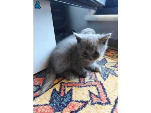 Evcil 2 aylık uysal ve sevimli 