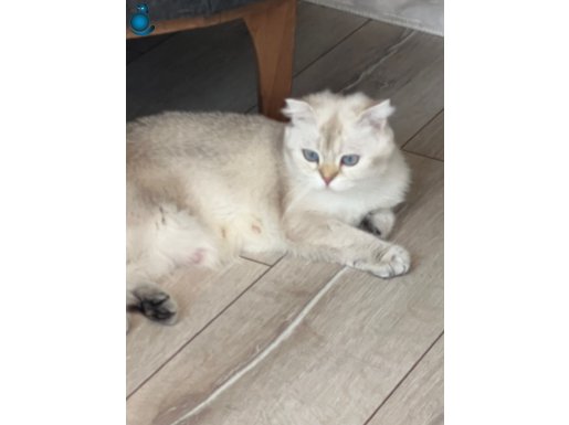 Sevecen sıcak özel canlar sahiplendirilecek