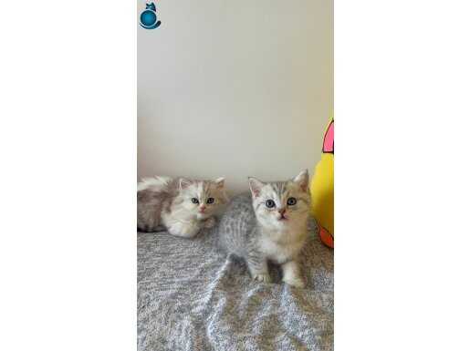 Acil yavrularımızı sahiplendiriyoruz