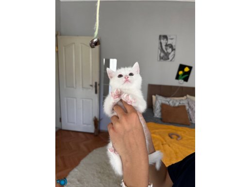 British shorthair yavrular sahıplendirmeeeeee