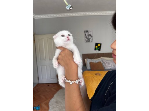 Scottish fold beyaz anne baba scrli oyuncu ve uysal bebeğimz