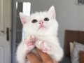 British  shorthair yavrular sahıplendirmeeeeee