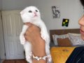 Scottish fold beyaz anne baba scrli oyuncu ve uysal bebeğimz