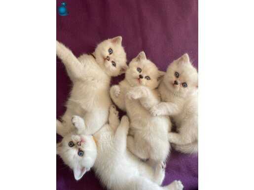 Safkan çok sağlıklı beyaz british aile kedimizin yavruları