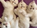 Safkan beyaz özel ırk british yavrularımız sağlıklı tescilli