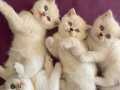Safkan çok sağlıklı beyaz british aile kedimizin yavruları