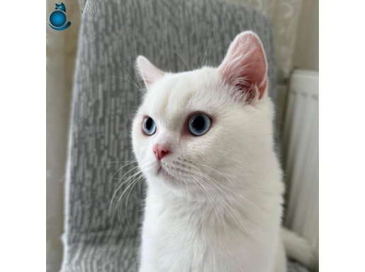 British Shorthair Beyaz 