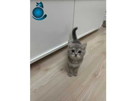 2 aylık erkek British 