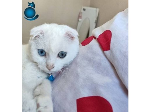 Van kedisi scottish kırması (kısır)