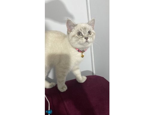 11 aylık dişi bebeğimiz, aşıları tam