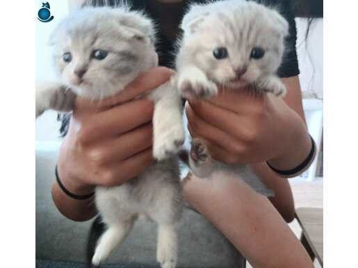 Scotish fold safkan iki yavru