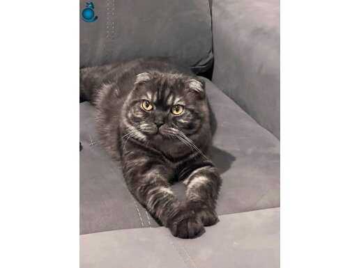 14 aylık Bafito yeni yuvasını arıyor