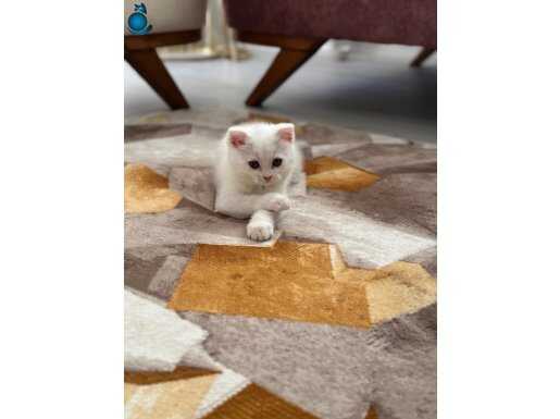 Eğitimli bir kedidir 