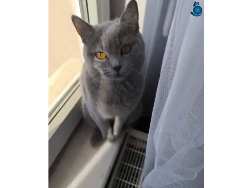 British shorthair prensesimize yuva aranıyor 