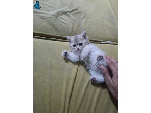 Heves uğruna alacak olanlar yazmasın 