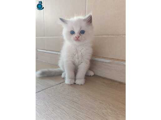 Safkan Dişi Ragdoll Nadir Renk Bicolor Pembe Burun