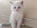 Safkan Dişi Ragdoll Nadir Renk Bicolor Pembe Burun