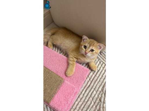 Yavrumuz ilk sahibini bekliyor 