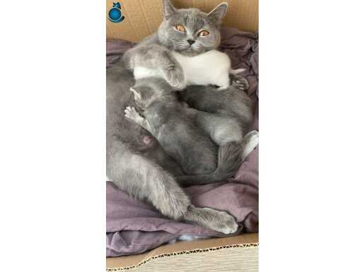 İsteyene anne ile birlikte