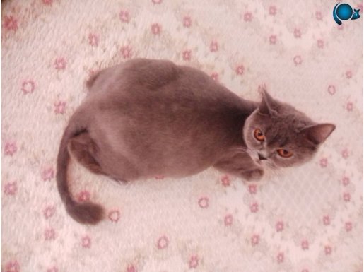 30 günlük hamile babaya mama karşılığı ciftlesti 