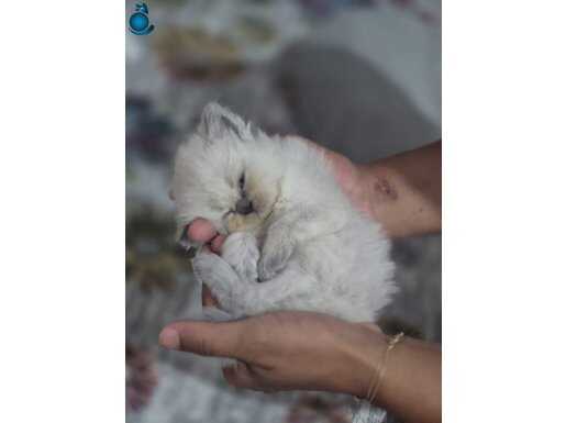 Egitimli, oyuncu sevecen , dahA fazla egitme acık bir bebek