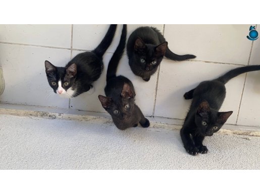 YUVA BULAMAZSA SOKAĞA BIRAKILACAK!4 yavruya yuva arıyoruz