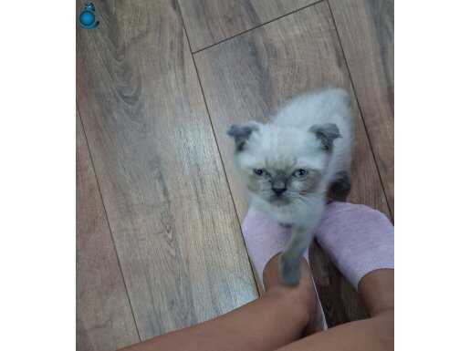 2 aylık british blue point tum malzemeleriyle birlikte