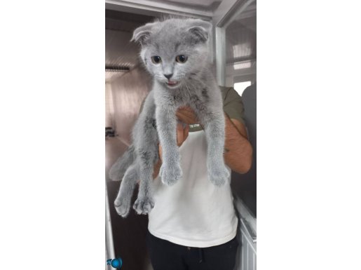 3.5aylik oyuncu bir kedi uysal