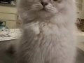 Goldenpoint Longhair 