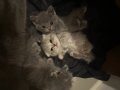 British Shorthair Kediler 
