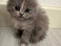 British Shorthair Kediler 