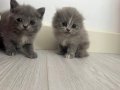British Shorthair Kediler 