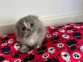 British Shorthair Kediler 